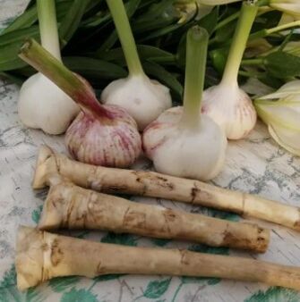 Horseradish ва сирпиёз зидди Lamblia