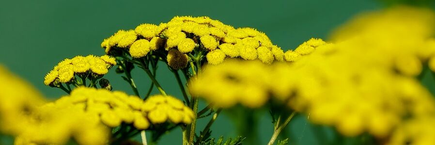 tansy бар зидди кирмҳо