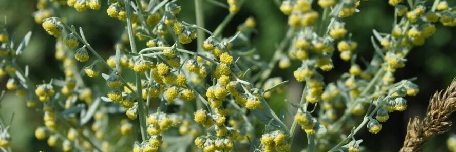 ба мукобили кирмхо