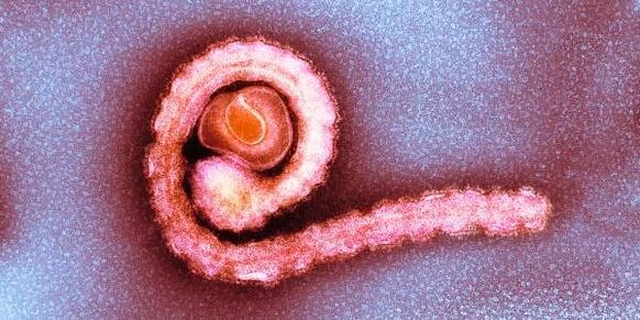 Taparf Tapeworm дар бадани инсон