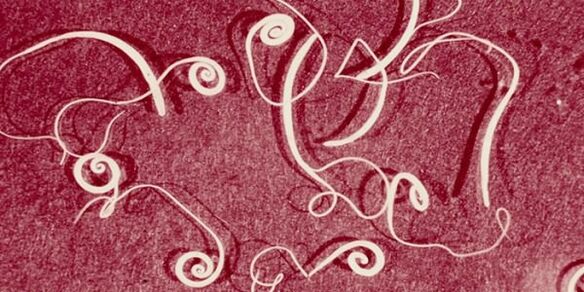 Сурати паразитҳои инсон